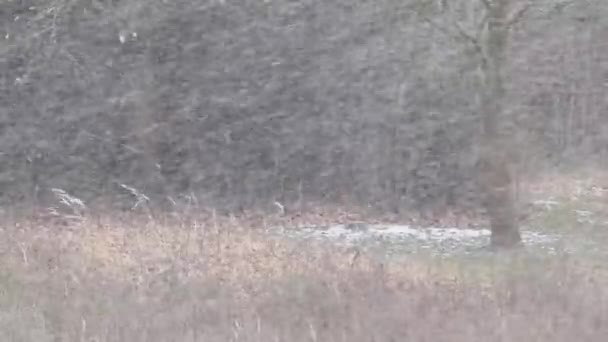 冬季有树木和草的景象 降雪成雪 冬季有白雪 — 图库视频影像