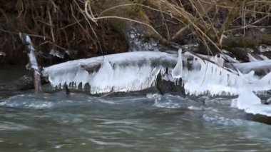 Birçok yağlı buz sarkıtı nehir kıyısındaki su akıntısının üzerindeki devrilmiş ağaçlardan sarkmaktadır.
