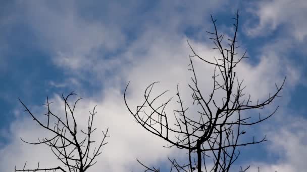 Ramos Árvores Sem Folhas Contra Nuvens Brancas Movimento Rápido Céu — Vídeo de Stock