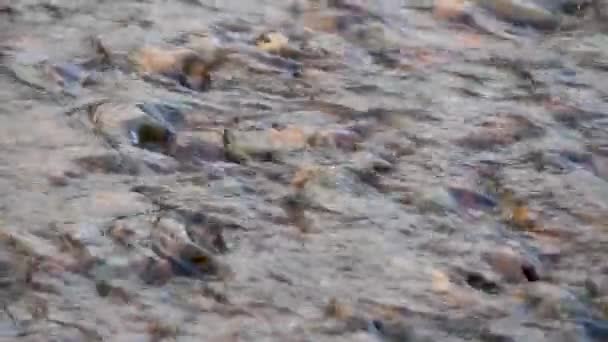 Água Fluxo Rasa Rápida Que Flui Sobre Cama Cascalho Detalhe — Vídeo de Stock