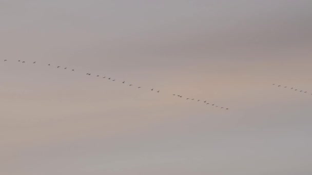 Flock Vilda Fåglar Flyger Formation Mot Molnen Skymningen Flock Fåglar — Stockvideo