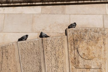 Güvercinler dinlenir ve güneşin tadını çıkarırlar.
