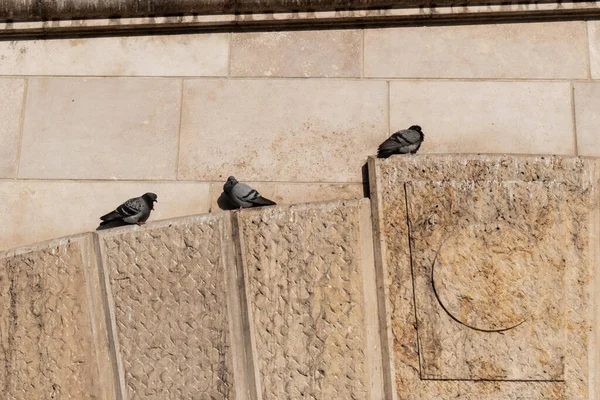 Güvercinler dinlenir ve güneşin tadını çıkarırlar.