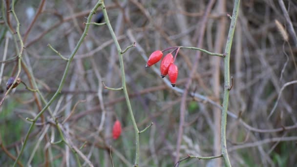 Withered Rose Hips Bush Fall — Stock Video