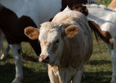 Önünde küçük boynuzları olan genç bir inek, sineklerle kaplı bir çayırda duruyor.