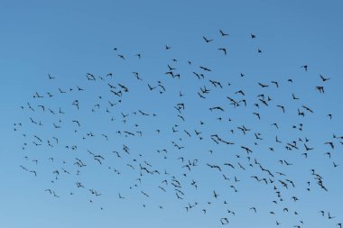 Mavi gökyüzüne karşı uçan güvercin sürüsü, havada uçan kuşlar.