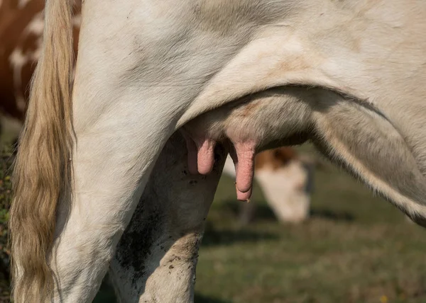 Close Cow Tail Leg Small Udder Warts Tits — Stock fotografie