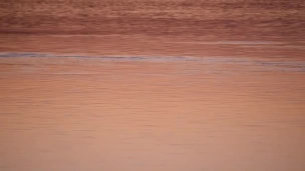 Kachna Nebo Potápěč Pták Potápět Plavat Vodě Při Západu Slunce — Stock video