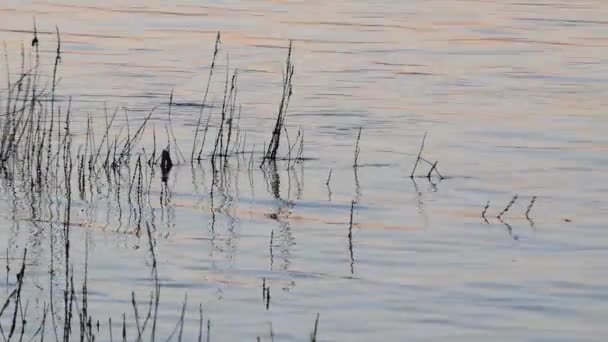 Silhouette Water Reed Wavy Water — Stock Video