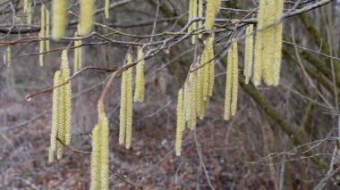 Hazel Catkins esintide sallanıyor İlkbaharda dal üzerinde