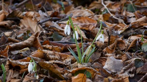 Dzikie Sezonowe Kwiaty Huśtawki Śniegu Wietrze Lesie Słoneczny Dzień Pierwszy — Wideo stockowe