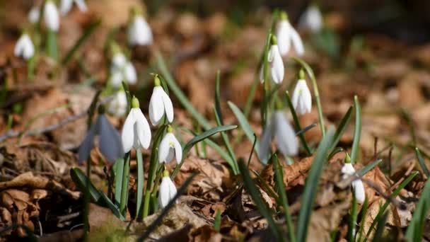 Fiori Stagione Selvatici Bucaneve Dondola Brezza Nel Bosco Nella Giornata — Video Stock