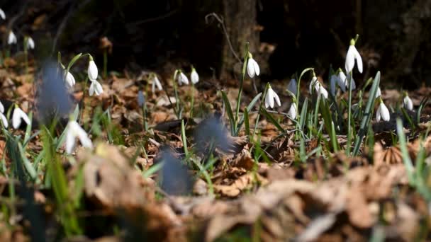 Flores Sazonais Selvagens Oscilações Neve Brisa Floresta Dia Ensolarado Primeiro — Vídeo de Stock