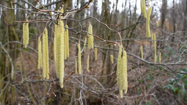 Hazel Catkins Swings Breeze Spring Twig — Stock Video