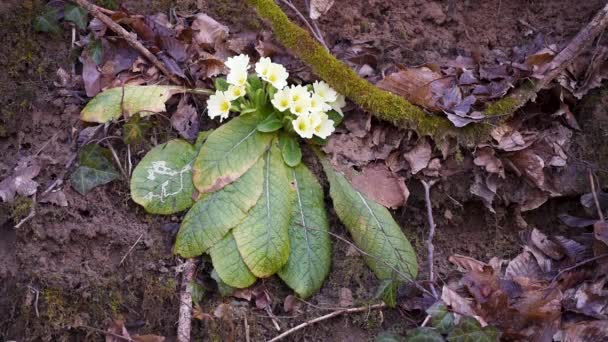 Dziki Sezonowy Kwiat Primrose Lesie Wiosną — Wideo stockowe