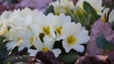 İlkbaharda güneşli bir günde, ormanlık alanda mevsimlik Primrose çiçeği.