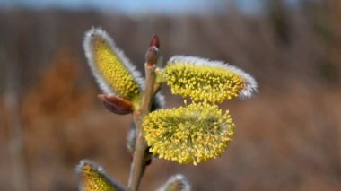 Güneşli bahar gününde rüzgarda savrulan erkek kedi derisi ya da çiçeklerle söğüt dalını kapat.