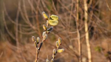 Güneşli bahar gününde rüzgarda savrulan erkek kedi derisi ya da çiçeklerle söğüt dallarını kapatın.