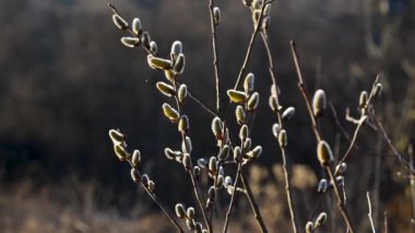 Güneşli bahar gününde rüzgarda savrulan erkek kedi derisi ya da çiçeklerle arka planda söğüt dalları.