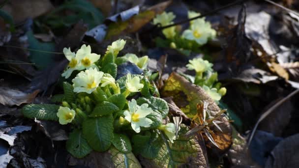 Дикий Сезонный Цветок Primrose Лесу Весной Знак Весны — стоковое видео