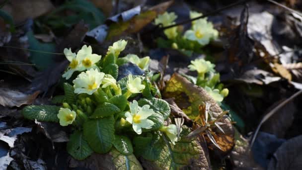 Flor Silvestre Temporada Primrose Bosque Durante Primavera Signo Primavera — Vídeos de Stock