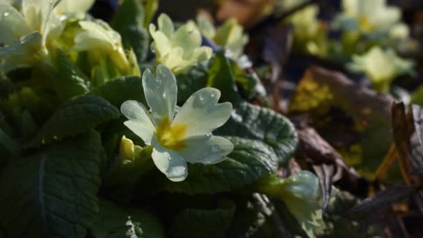 Vadon Élő Szezonális Virág Primrose Szellőben Erdőben Tavasszal Tavasz Jele — Stock videók