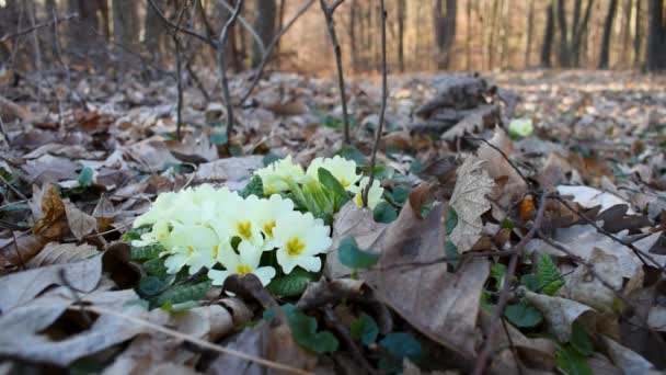 Flor Silvestre Temporada Primrose Bosque Día Soleado Durante Primavera Signo — Vídeos de Stock