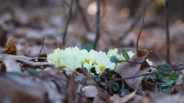 Wildblumen Primel Wald Während Des Frühlingstages Selektiven Fokus Zeichen Des — Stockvideo