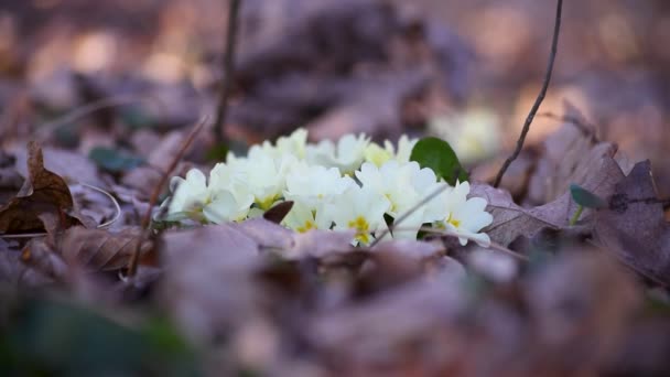 Bunga Liar Primrose Hutan Selama Musim Semi Dalam Fokus Selektif — Stok Video