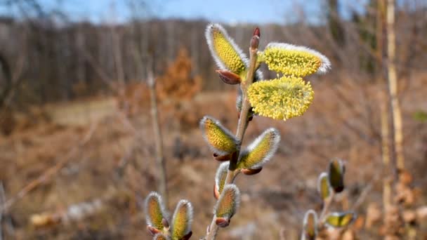 Närbild Pilkvist Med Hancatkins Eller Blommor Svänger Bris Solig Vårdag — Stockvideo