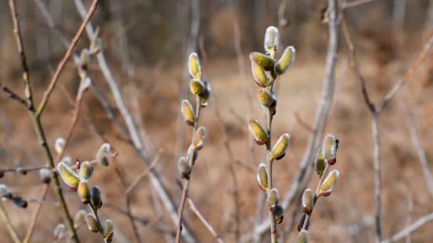 春日阳光明媚的日子里 用雄猫或花朵在微风中摇曳着的柳枝密闭在一起 — 图库视频影像