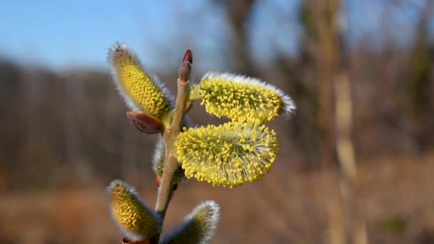 Großaufnahme Von Weidenzweigen Mit Männlichen Kätzchen Oder Blüten Die Sonnigen — Stockvideo