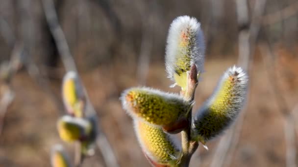 Close Willow Twig Male Catkins Flowers Swinging Breeze Sunny Spring — Stock Video
