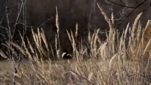 Tall Grass Waving Wind Sunny Day Countryside Landscape — Stock Video