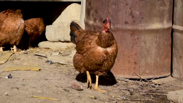 Házi Csirke Sétál Egy Vidéki Gazdaságban Szabadtartású — Stock videók