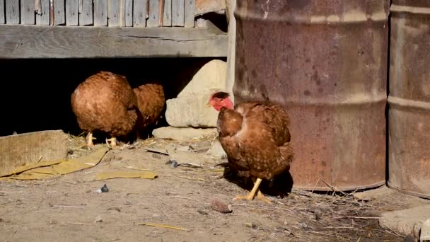 Pollo Doméstico Estira Pierna Ala Una Granja Rural Campo Libre — Vídeo de stock