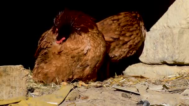 Poule Domestique Prend Soin Ses Plumes Ferme Elle Nettoie Les — Video