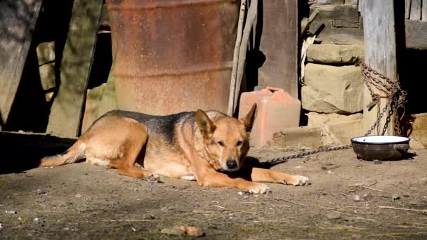 Σκύλος Φύλακας Αλυσίδα Που Αναπαύεται Στο Έδαφος Αγροτική Εκμετάλλευση — Αρχείο Βίντεο