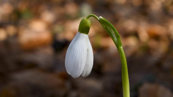Close Wild Flower Snowdrop Swings Breeze First Sign Spring — Stock Video