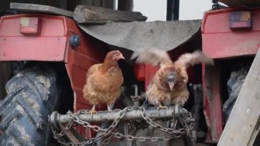 İki evcil tavuk kırsal kesimdeki çiftlikte traktör bağının arkasında duruyor. Biri atlıyor, biri kalıyor.