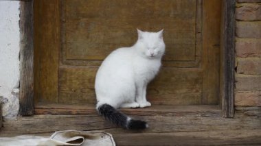 Beyaz uykucu bir kedi kapı eşiğinde oturur ve esner - kırsal kesimde evcil bir hayvan