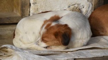 Köpek köy evinin önünde kıvrılıp uyuyor ve güneşleniyor.