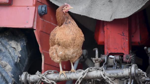Pollito Doméstico Está Parado Tractor Granja Rural — Vídeo de stock