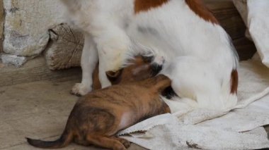 Köpek yavruları emziriyor, küçük köpek de kır evinin önünde anneyi emiyor.