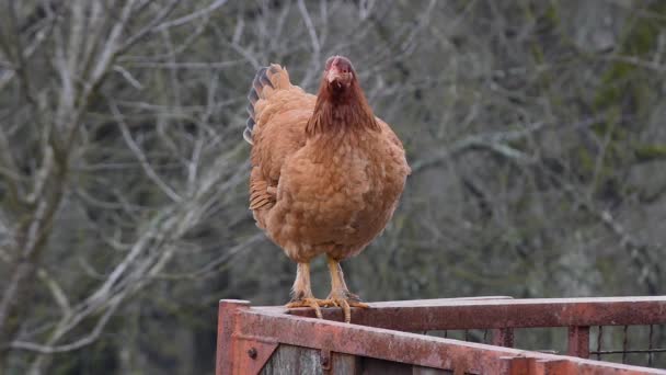 Domácí Kuřata Stojí Kovovém Rámu Venkovské Farmě Selektivní Zaměření — Stock video