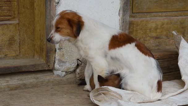 犬は子犬を母乳で育て 小さな犬は母親を吸っています 田舎の家の前で — ストック動画