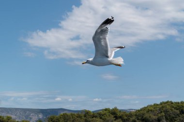 Vahşi deniz kuşu Martı gökyüzüne karşı uçuyor