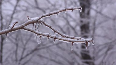 Kudüs dikenli iğnesi, İsa 'nın dikenli dalı kış mevsiminde buz üstüne buz yağmuru ile kaplı.