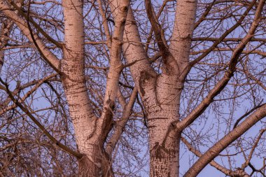 Günbatımında yapraksız dalları ve dalları olan beyaz kavak ağacı gövdesi.