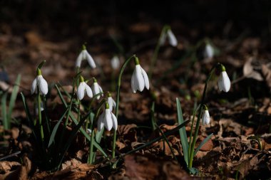 İlkbaharın ilk işareti olarak ormandaki bir grup bahar çiçeği kardeleni.
